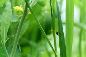 緑の葉っぱにてんとう虫