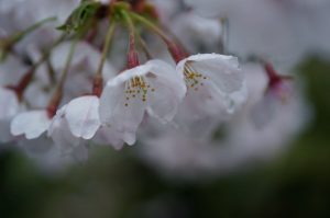 雨と桜