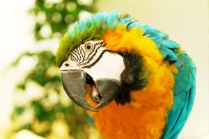 カラフルな鳥