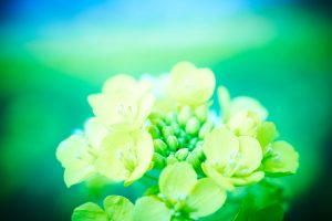 菜の花
