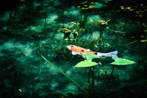 モネの池の錦鯉