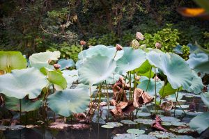 秋の蓮の池