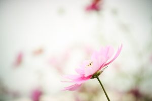 秋桜