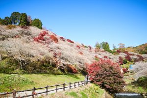 小原の四季桜