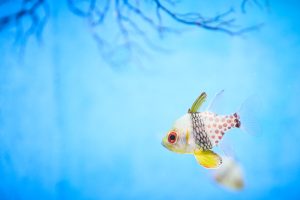 カラフルな魚