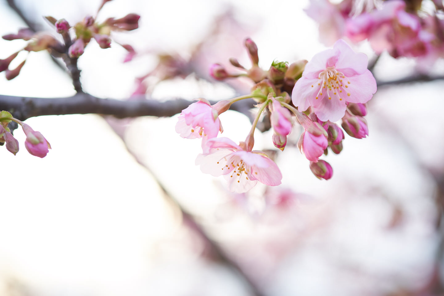 公園の河津桜