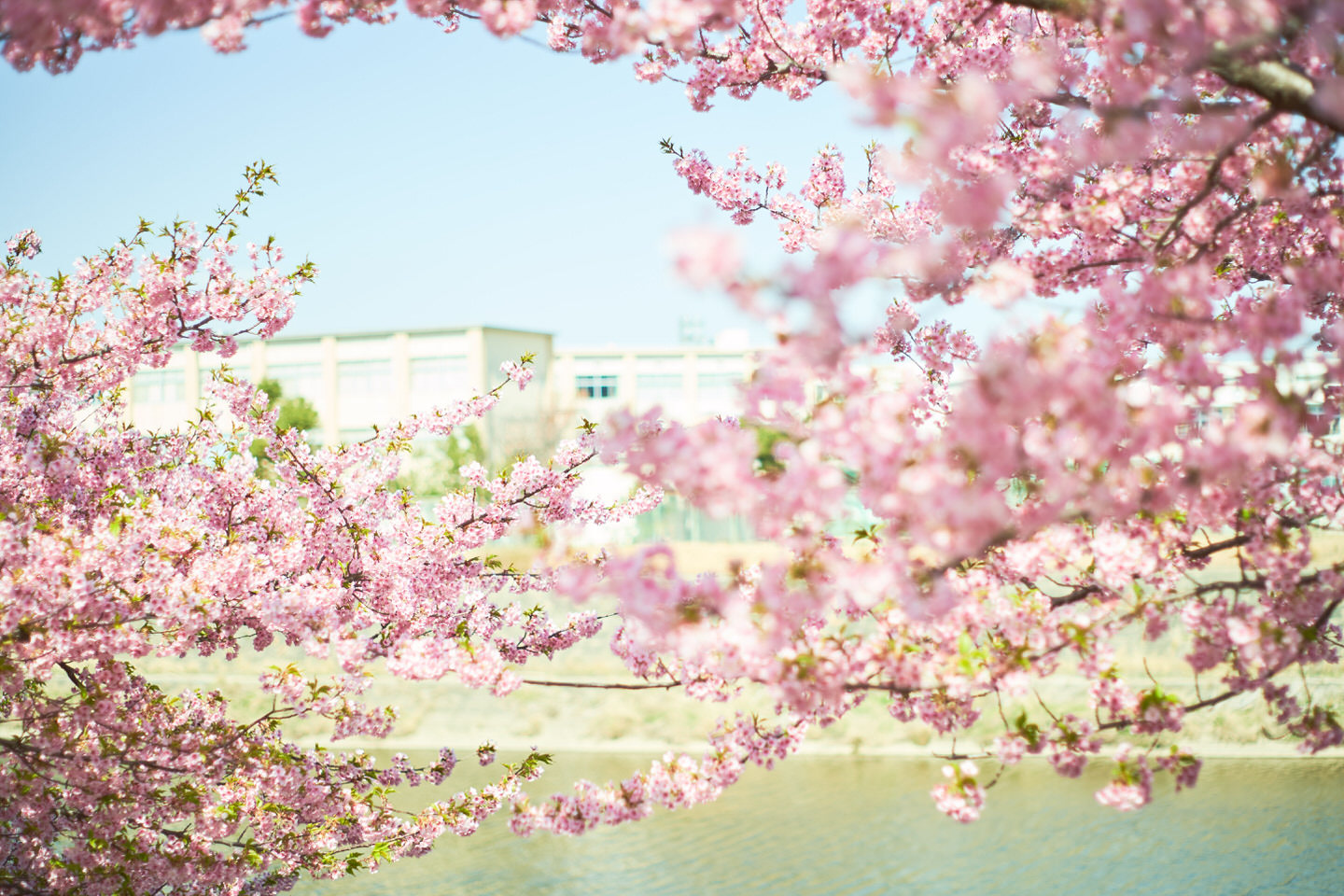 桜と遠くに見える学校