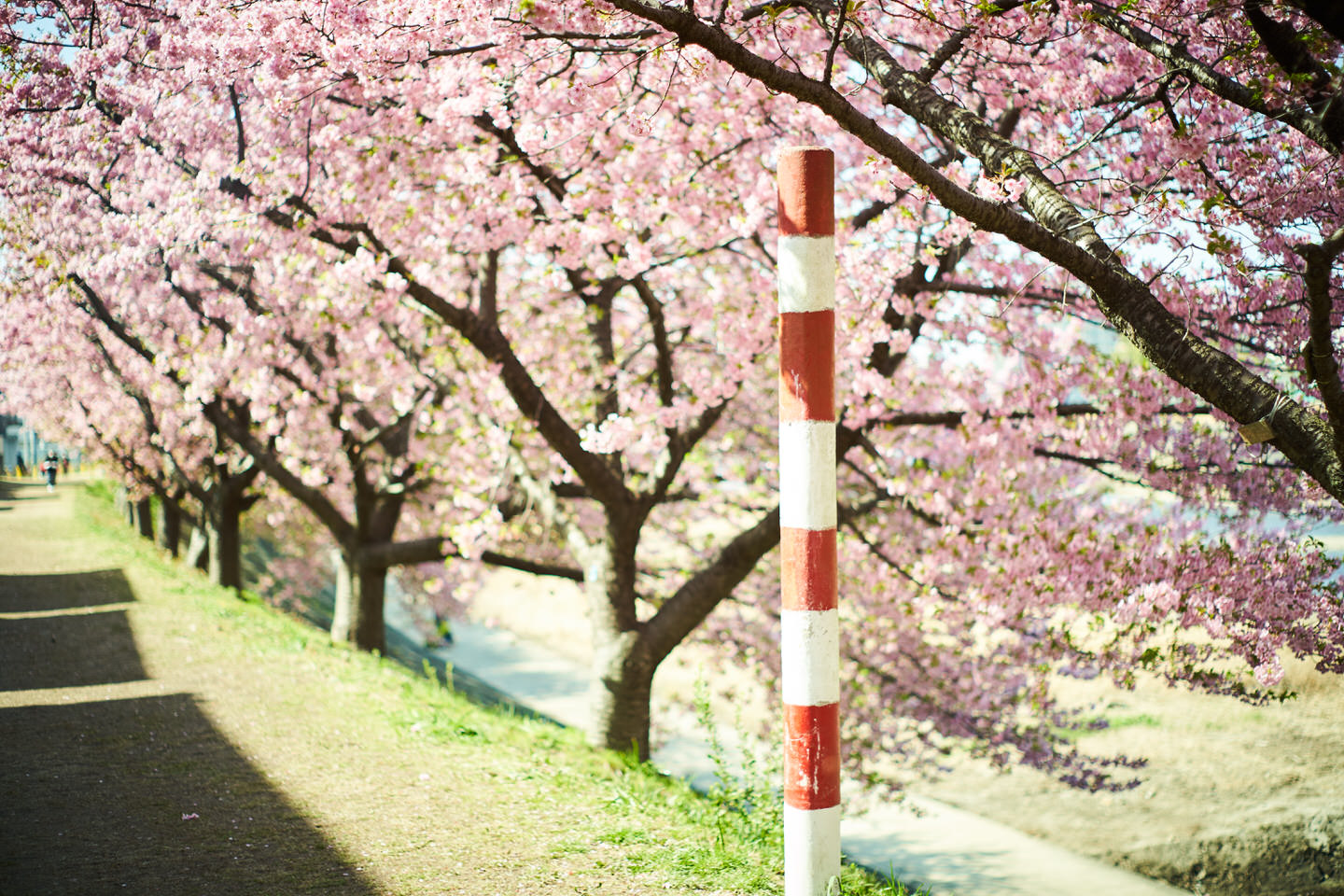 堤防沿いの桜と棒
