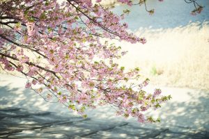 河川敷の桜