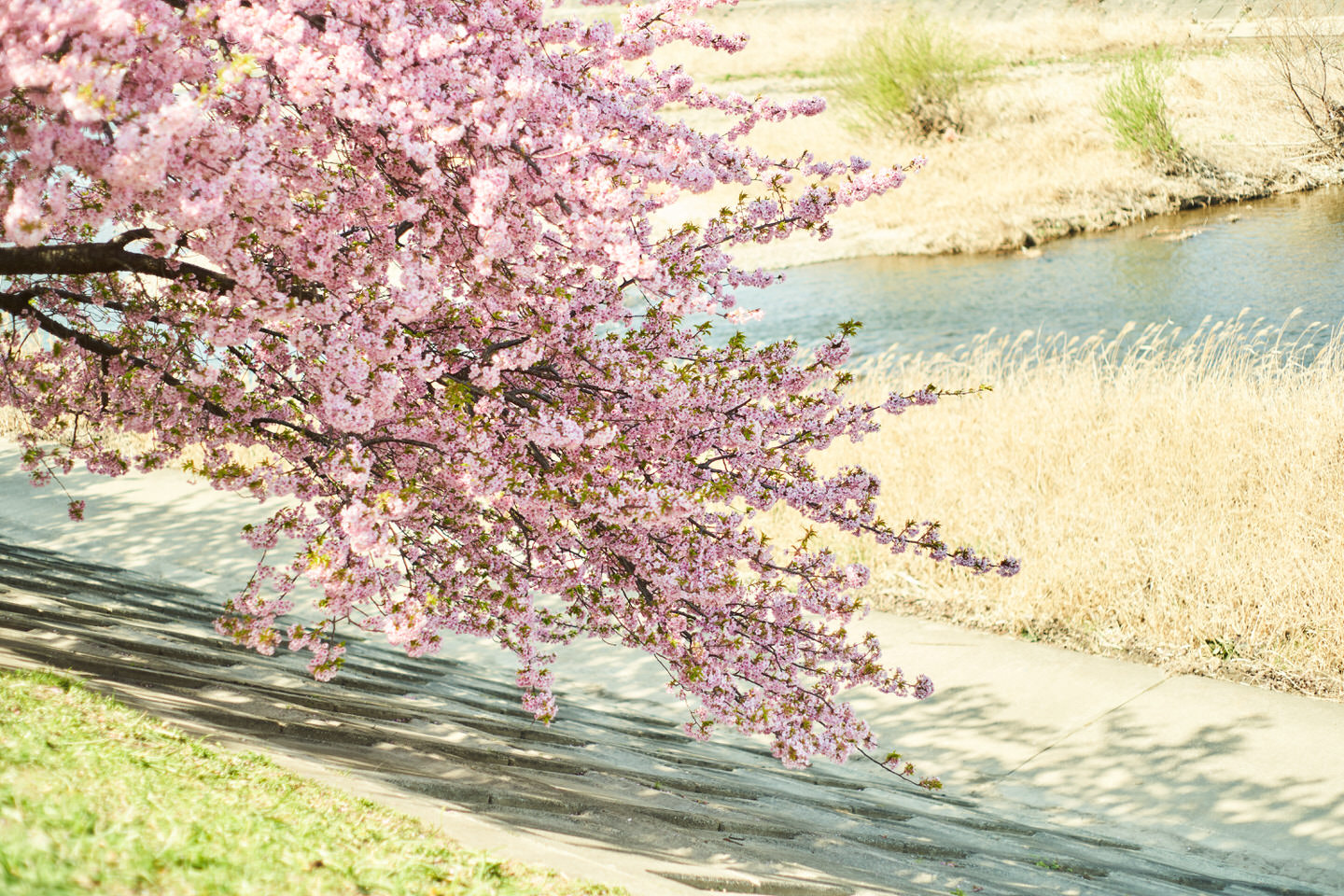 河川敷の桜