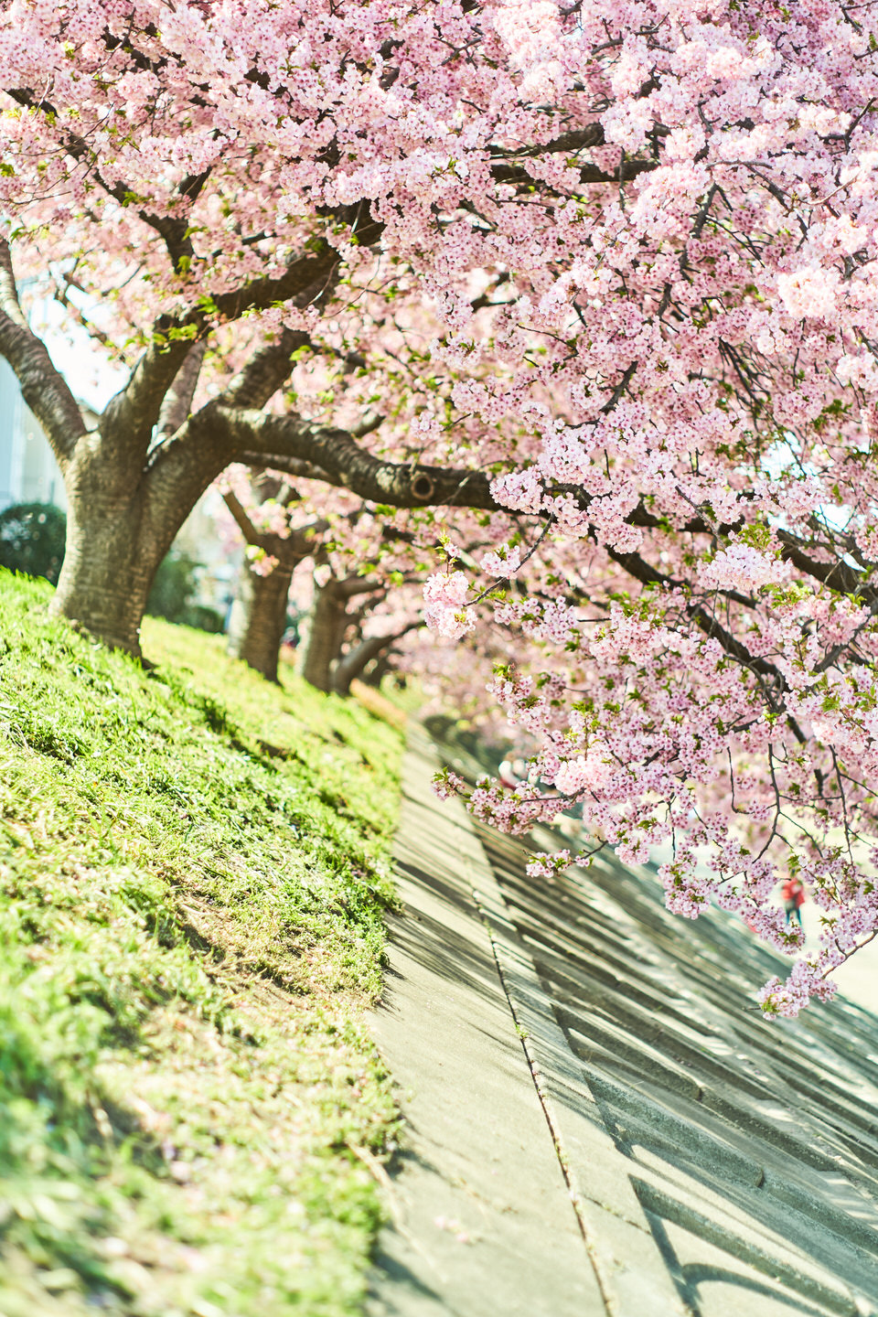 桜と堤防