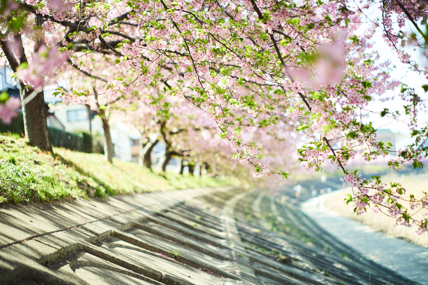 桜と堤防