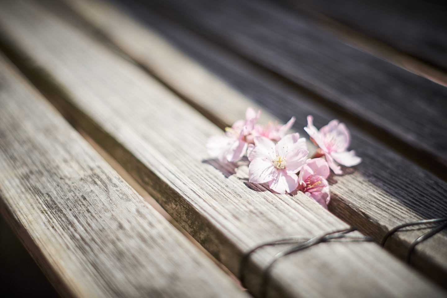 ベンチの上の桜