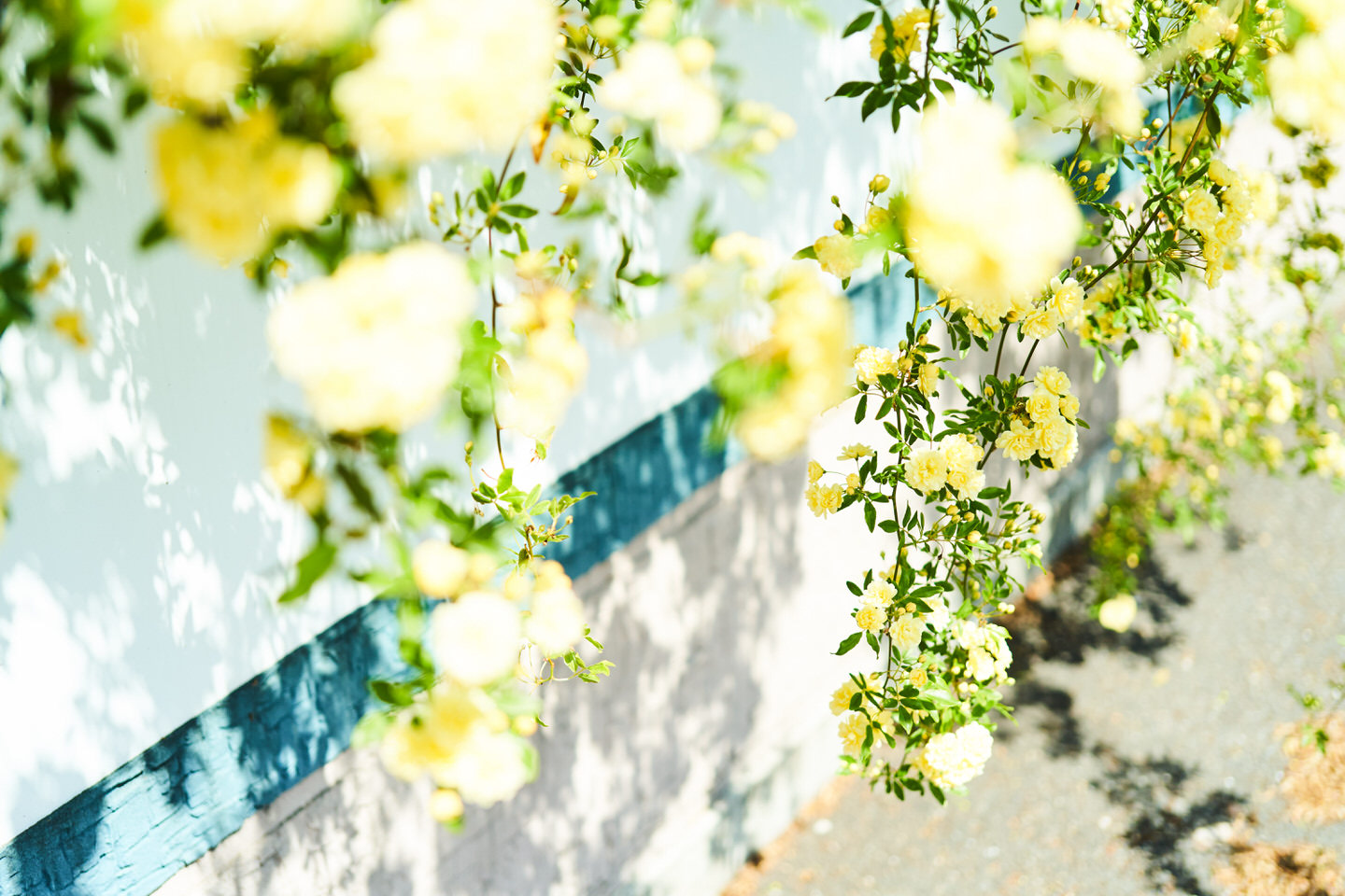 138タワーパークの謎の花