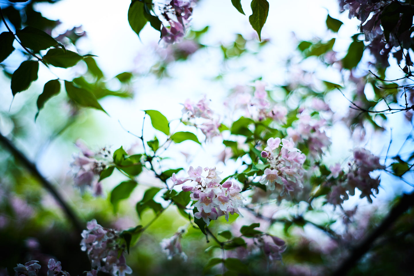 謎の花