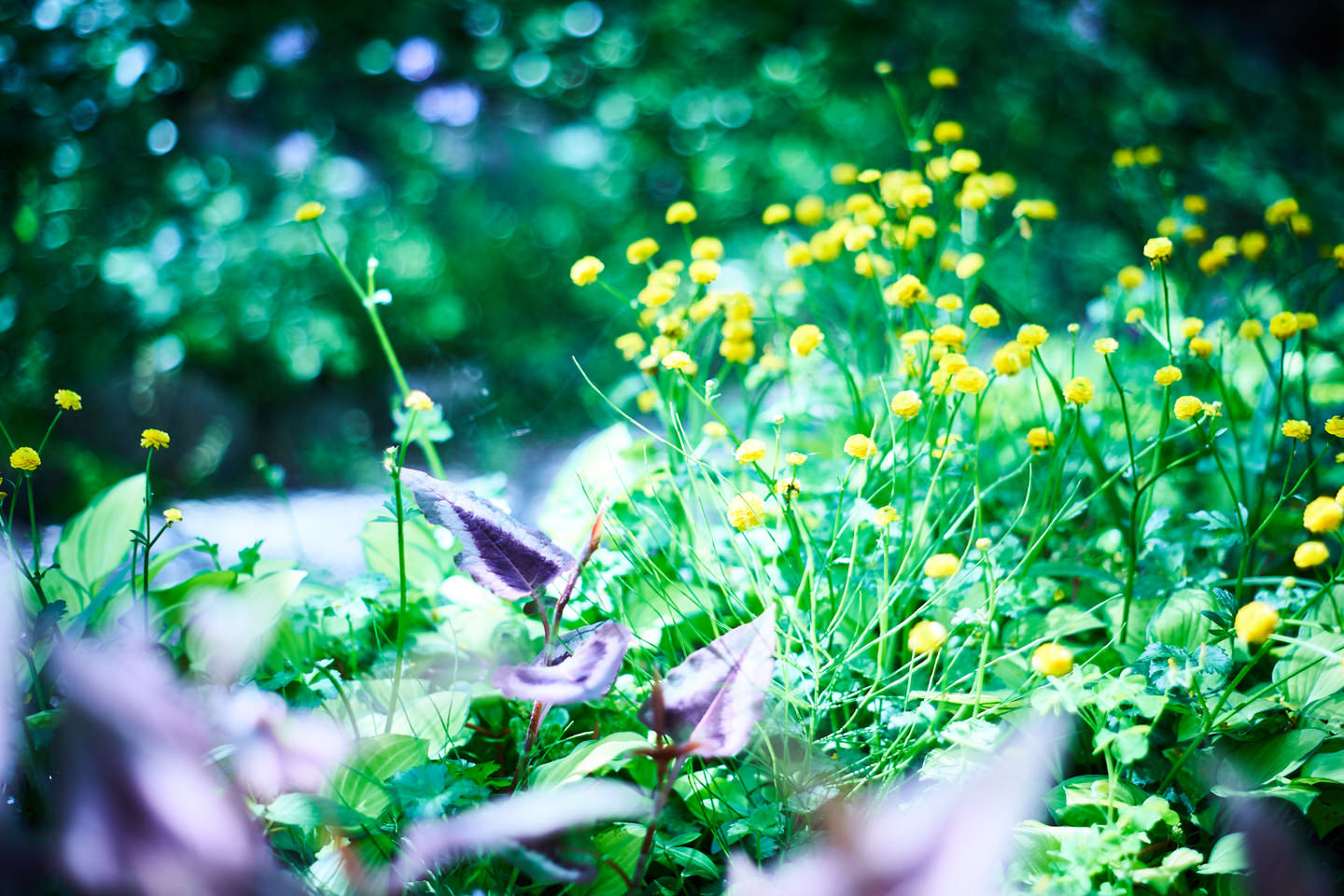 謎の草花