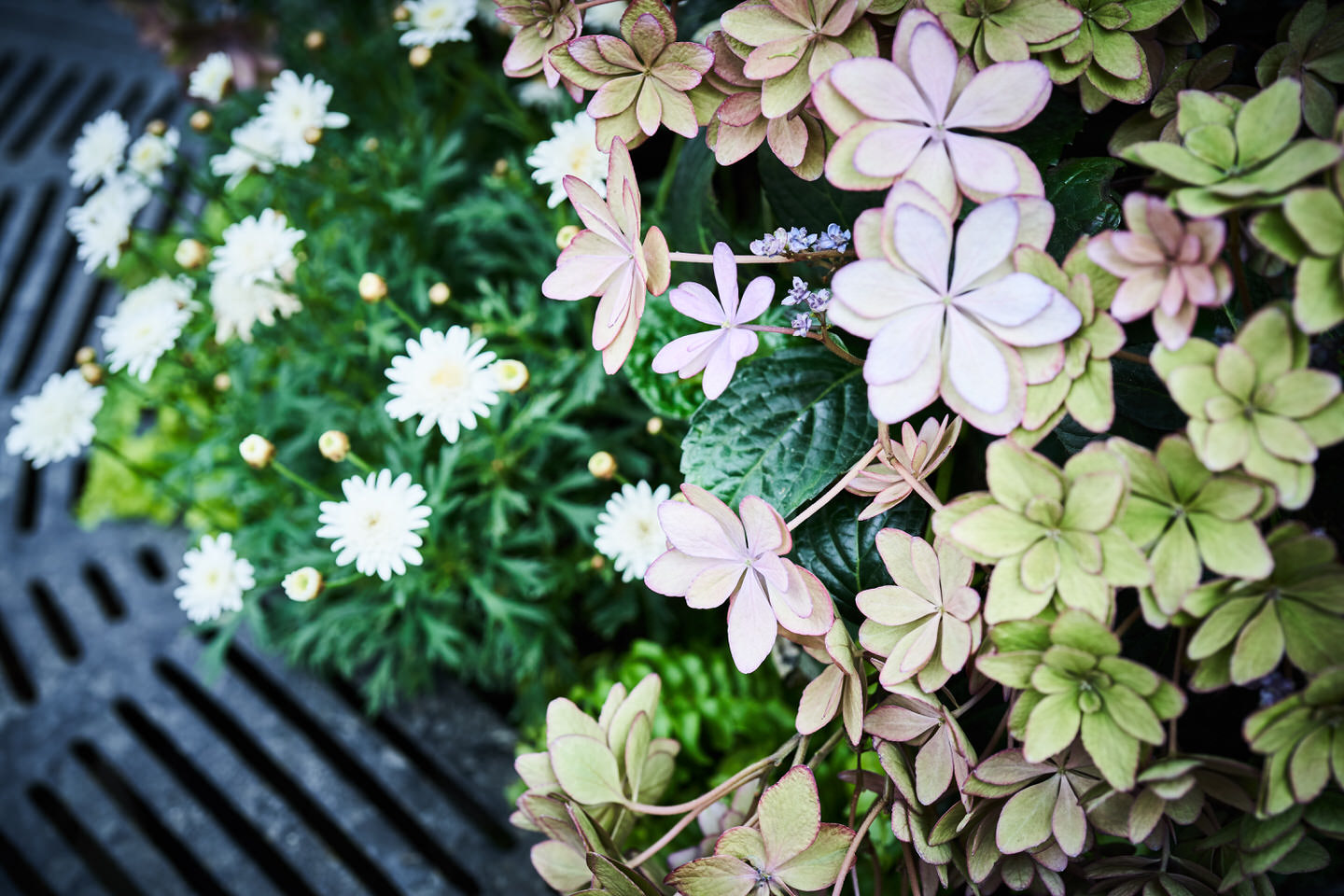 紫陽花花壇