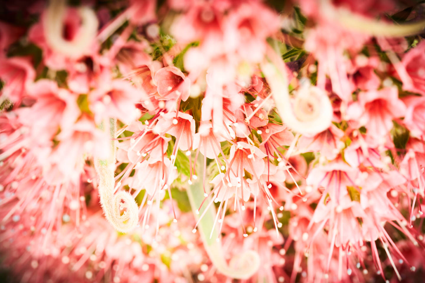 期間限定の謎の花