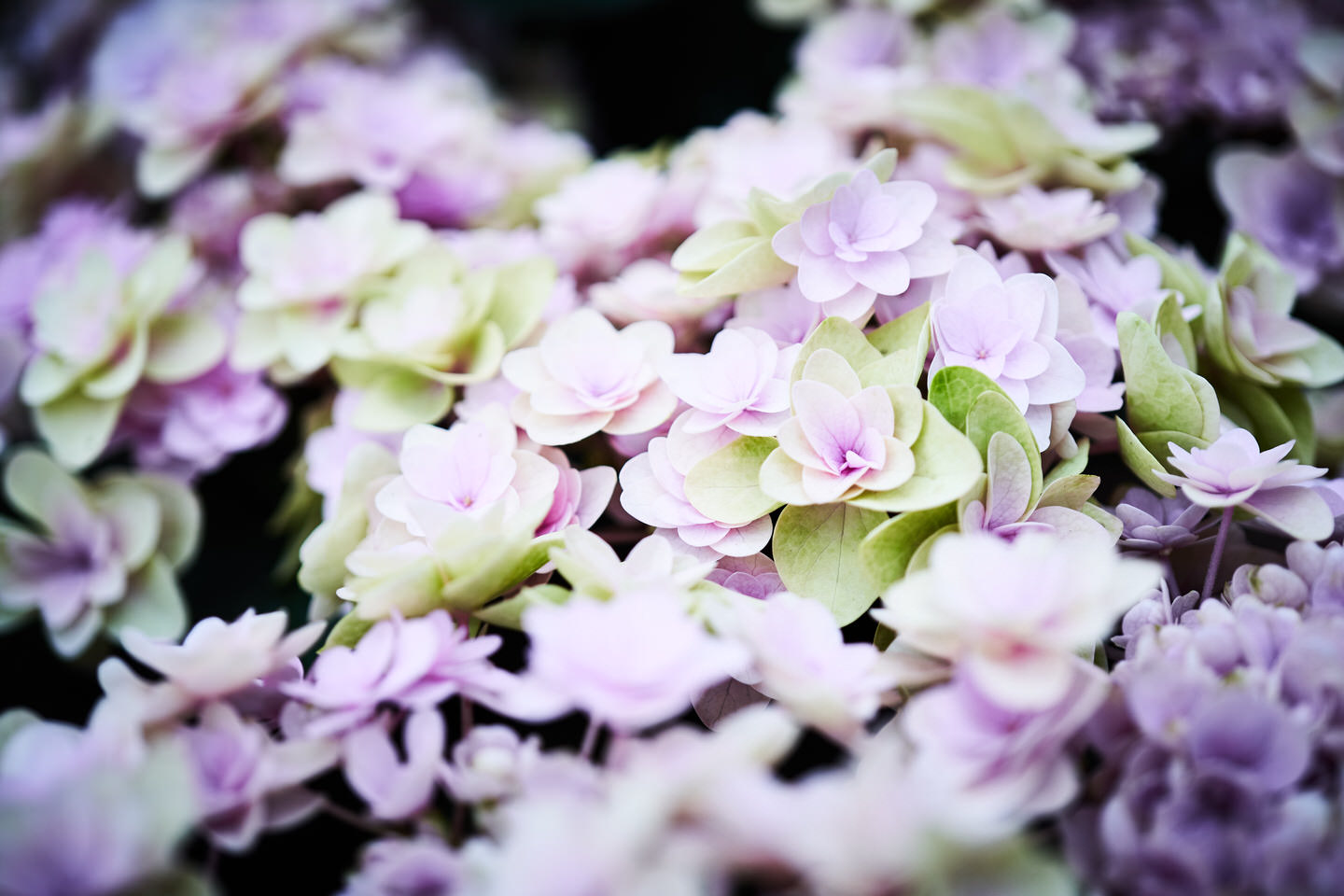 紫陽花