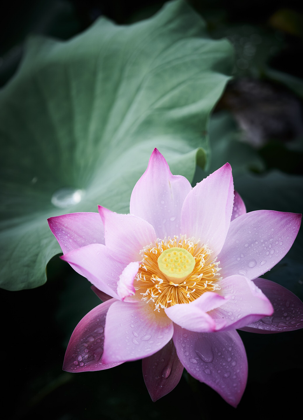 星名池の蓮