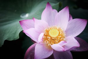 星名池の蓮