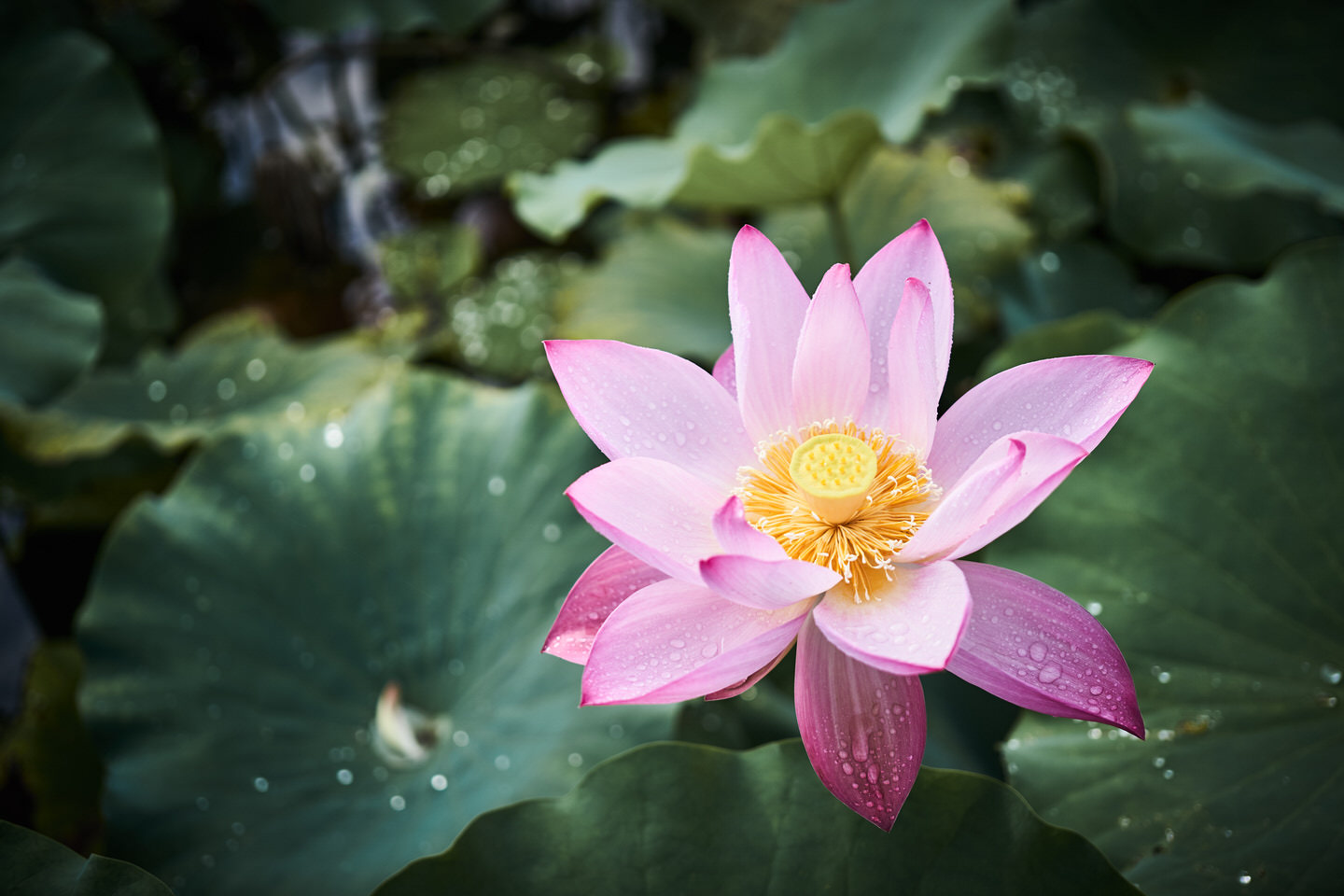 星名池の蓮