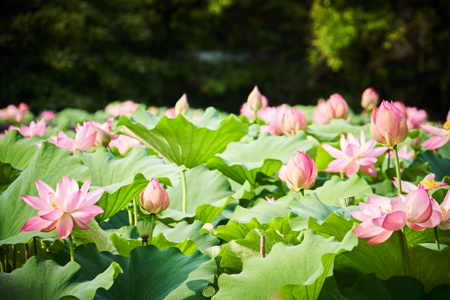 星名池の蓮